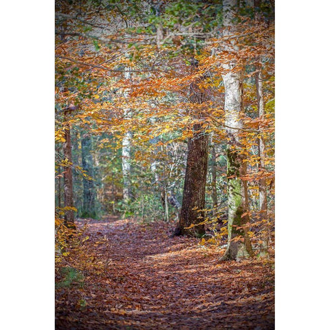 Rust Fall Forest White Modern Wood Framed Art Print by Ryan, Brooke T.