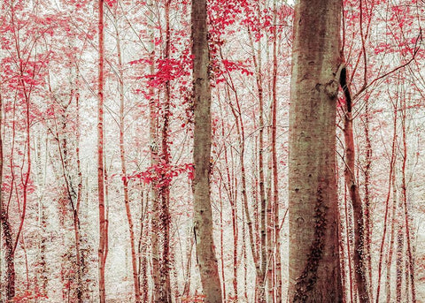 Pink And Brown Fantasy Forest Black Ornate Wood Framed Art Print with Double Matting by Ryan, Brooke T.