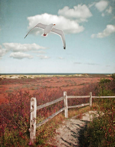 Gull over Coastal Trail White Modern Wood Framed Art Print with Double Matting by Ryan, Brooke T.