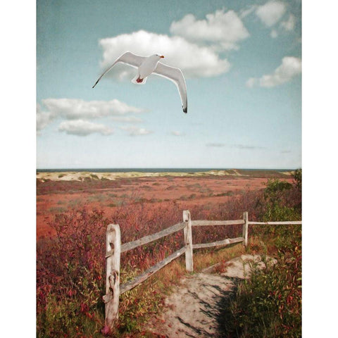 Gull over Coastal Trail Black Modern Wood Framed Art Print by Ryan, Brooke T.
