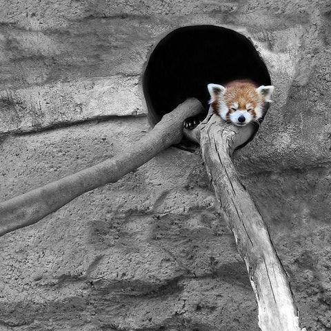 Red Panda Sleeping Black Modern Wood Framed Art Print with Double Matting by Ryan, Brooke T.