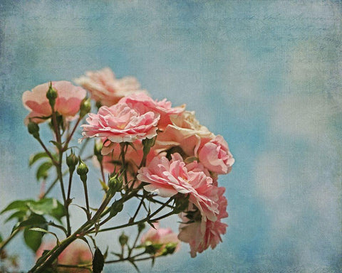 Antique Roses with French Script White Modern Wood Framed Art Print with Double Matting by Ryan, Brooke T.