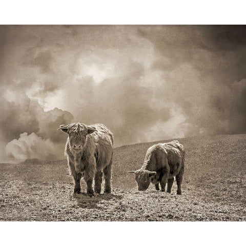 Scottish Highland Cattle No. 2 Black Modern Wood Framed Art Print by Ryan, Brooke T.