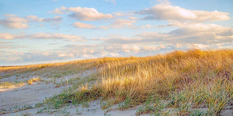 Grassy Dunes Panorama Black Ornate Wood Framed Art Print with Double Matting by Ryan, Brooke T.