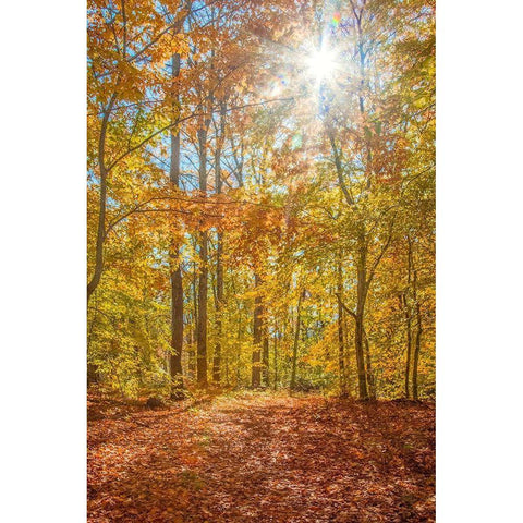 Autumn Forest Black Modern Wood Framed Art Print by Ryan, Brooke T.