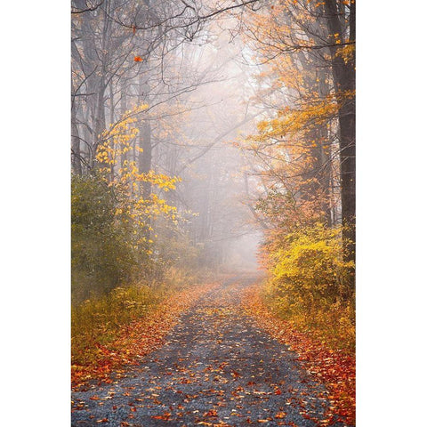 Road and Autumn Mist White Modern Wood Framed Art Print by Ryan, Brooke T.