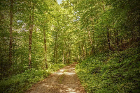Forest Road Black Ornate Wood Framed Art Print with Double Matting by Ryan, Brooke T.
