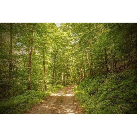 Forest Road White Modern Wood Framed Art Print by Ryan, Brooke T.