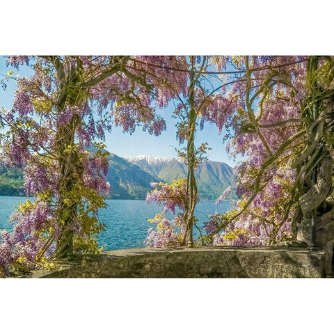 Wisteria and Mountains â€“ Lago di Como Black Modern Wood Framed Art Print with Double Matting by Ryan, Brooke T.