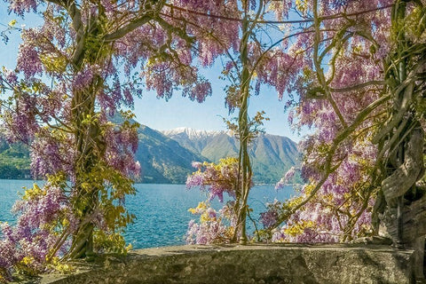 Wisteria and Mountains â€“ Lago di Como White Modern Wood Framed Art Print with Double Matting by Ryan, Brooke T.