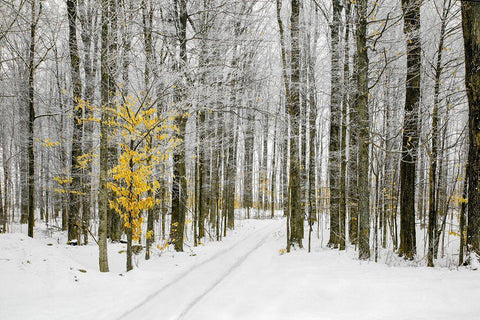 Mustard Tree White Modern Wood Framed Art Print with Double Matting by Ryan, Brooke T.