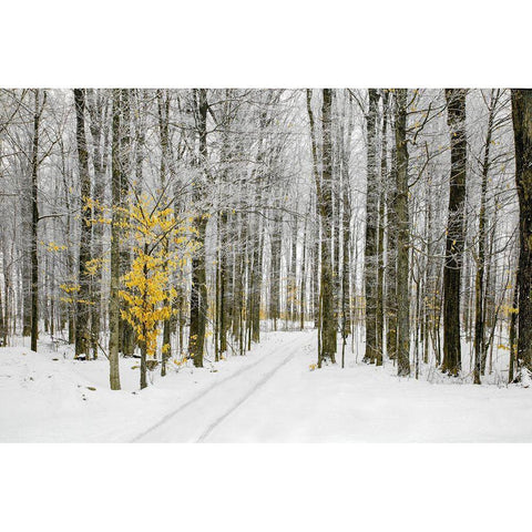 Mustard Tree Black Modern Wood Framed Art Print by Ryan, Brooke T.