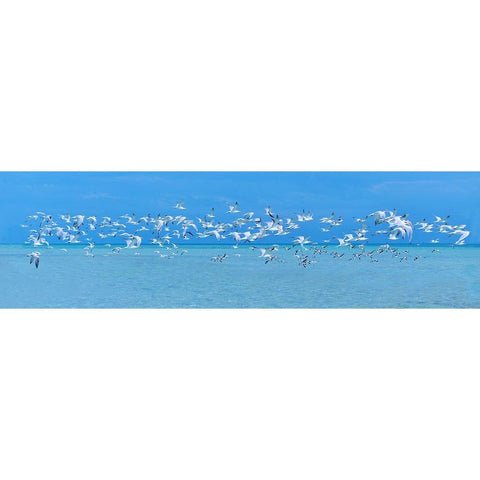 Sugarlife Seabirds Black Modern Wood Framed Art Print by Reed, Jack