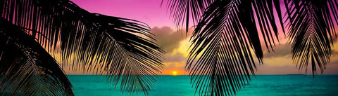 Sun Palms White Modern Wood Framed Art Print with Double Matting by Reed, Jack