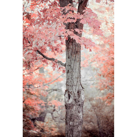 Pink and Coral Maple Tree Black Modern Wood Framed Art Print by Ryan, Brooke T.