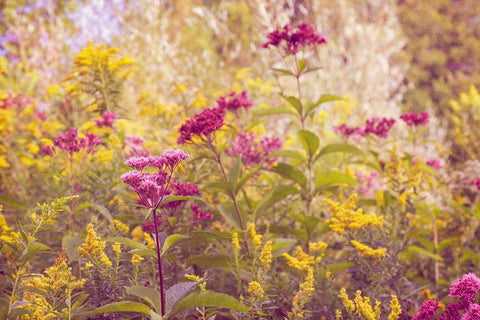 Plum and Mustard Wildflowers Black Ornate Wood Framed Art Print with Double Matting by Ryan, Brooke T.