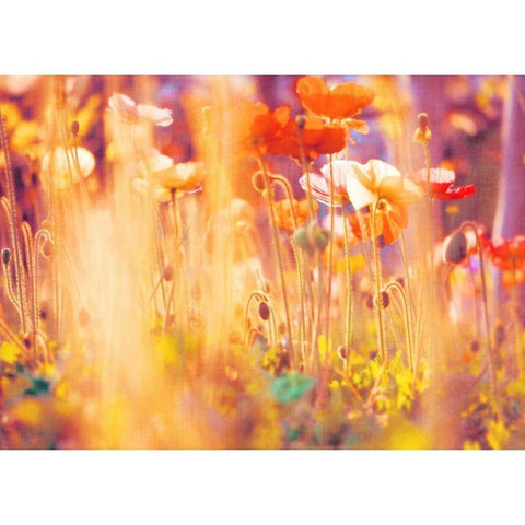 I Am Alice Black Modern Wood Framed Art Print with Double Matting by Soffia, Myan