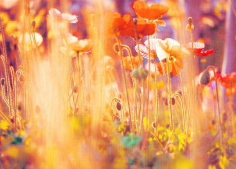 I Am Alice White Modern Wood Framed Art Print with Double Matting by Soffia, Myan