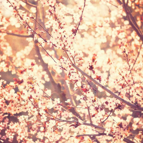 Oh To Be a Bumblebee No. 3 White Modern Wood Framed Art Print with Double Matting by Soffia, Myan