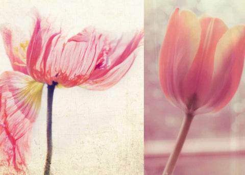 Poppy and Tulip Black Ornate Wood Framed Art Print with Double Matting by Soffia, Myan