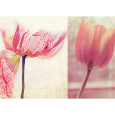 Poppy and Tulip Black Modern Wood Framed Art Print by Soffia, Myan