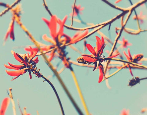 Youre So Far Away Black Ornate Wood Framed Art Print with Double Matting by Soffia, Myan