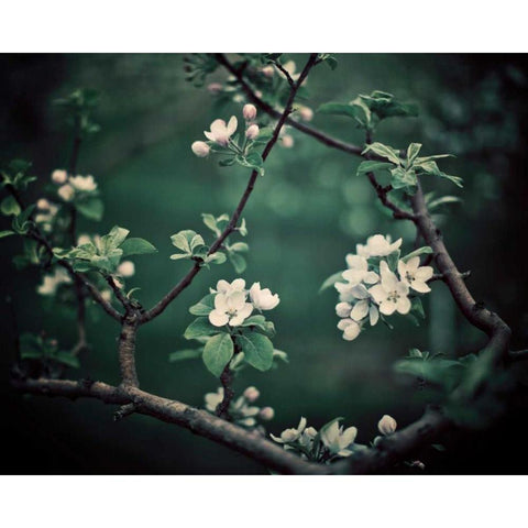 The Midnight Garden I White Modern Wood Framed Art Print by Suchocki, Irene