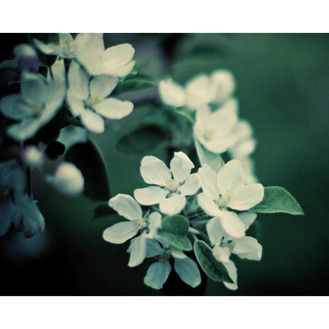 The Midnight Garden II Black Modern Wood Framed Art Print with Double Matting by Suchocki, Irene