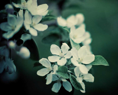 The Midnight Garden II Black Ornate Wood Framed Art Print with Double Matting by Suchocki, Irene