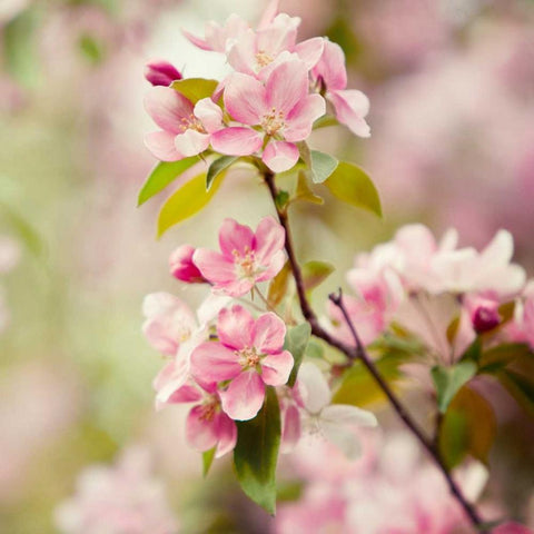 This Fleeting World Black Modern Wood Framed Art Print with Double Matting by Suchocki, Irene