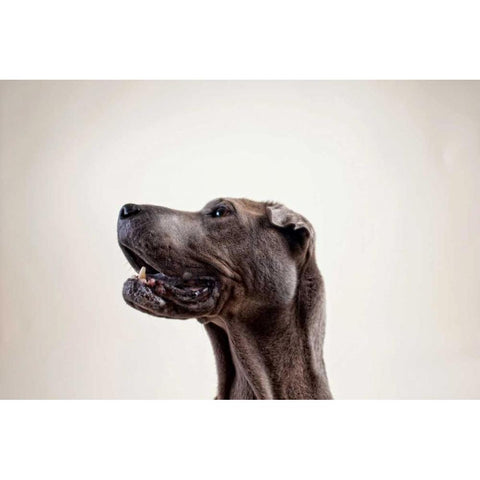 Pelei in Profile Black Modern Wood Framed Art Print with Double Matting by Sabo, Susan