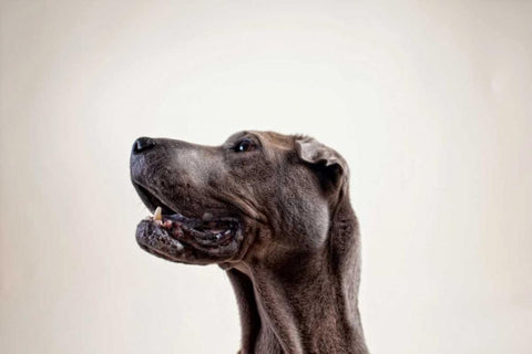 Pelei in Profile Black Ornate Wood Framed Art Print with Double Matting by Sabo, Susan