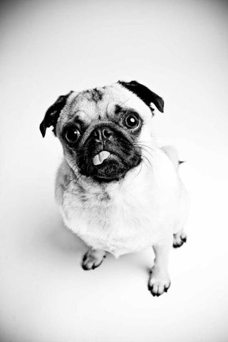 Piggie 7 White Modern Wood Framed Art Print with Double Matting by Sabo, Susan