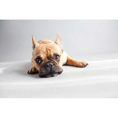 Sad Frenchie White Modern Wood Framed Art Print by Sabo, Susan