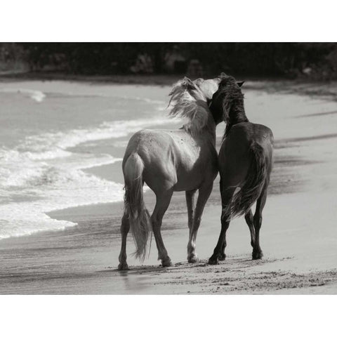 Young Mustangs on Beach Black Modern Wood Framed Art Print by Scott, Traer