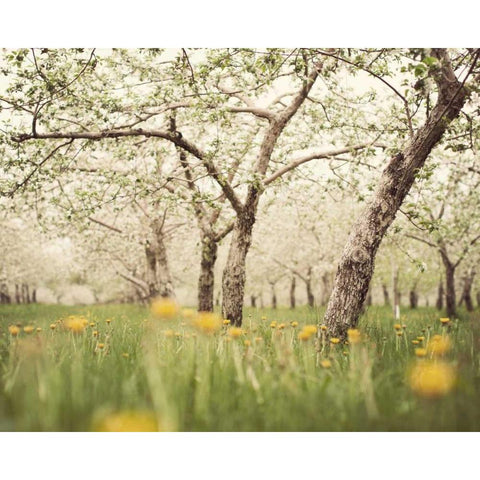 Quiet Orchard White Modern Wood Framed Art Print by Suchocki, Irene