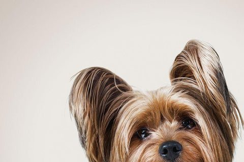 Jeri Black Ornate Wood Framed Art Print with Double Matting by Sabo, Susan