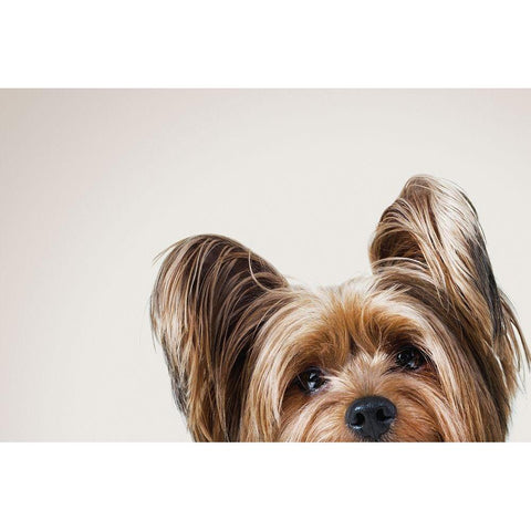 Jeri Black Modern Wood Framed Art Print by Sabo, Susan