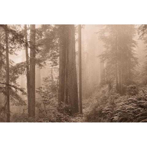 Enchanted Forest II Gold Ornate Wood Framed Art Print with Double Matting by Svibilsky, Igor
