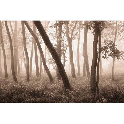 Reticent Woods Black Modern Wood Framed Art Print with Double Matting by Svibilsky, Igor