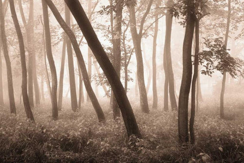 Reticent Woods White Modern Wood Framed Art Print with Double Matting by Svibilsky, Igor