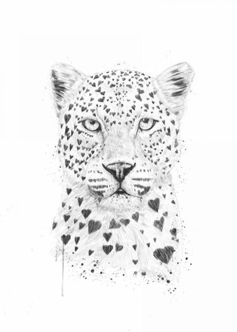 Lovely Leopard White Modern Wood Framed Art Print with Double Matting by Solti, Balazs