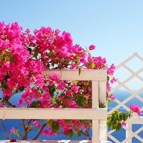 Santorini Blooms Black Ornate Wood Framed Art Print with Double Matting by Coomes, Sylvia