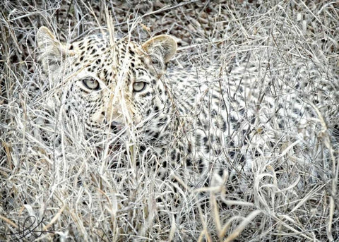 Leopard White Modern Wood Framed Art Print with Double Matting by Sobol, Helene