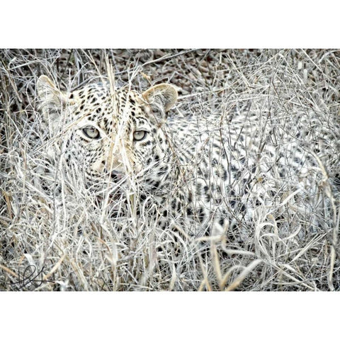 Leopard White Modern Wood Framed Art Print by Sobol, Helene