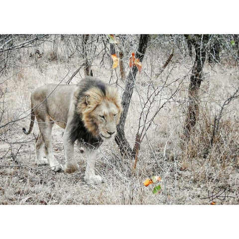 Lion White Modern Wood Framed Art Print by Sobol, Helene