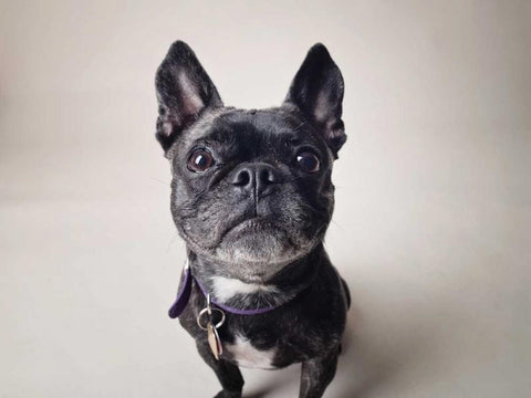 Bailey Black Ornate Wood Framed Art Print with Double Matting by Sabo, Susan