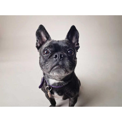 Bailey Black Modern Wood Framed Art Print by Sabo, Susan