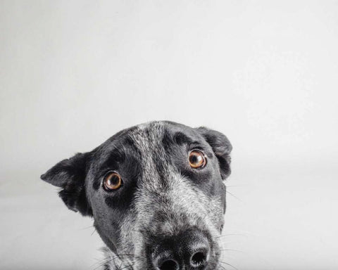 Blue Zuck Black Ornate Wood Framed Art Print with Double Matting by Sabo, Susan