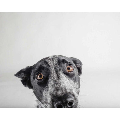 Blue Zuck Gold Ornate Wood Framed Art Print with Double Matting by Sabo, Susan